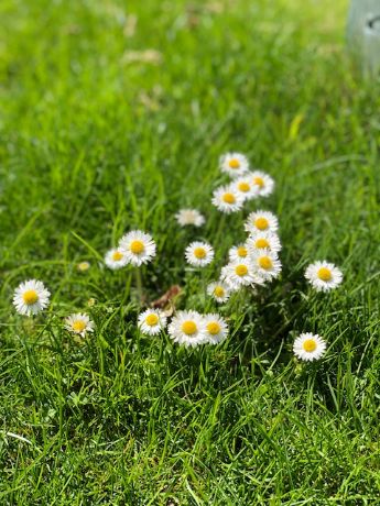 Gänseblümchen